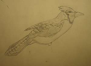 John O'Keefe Jr pencil drawing of a blue-jay, created when he was nine years old, preschool and elementary school art