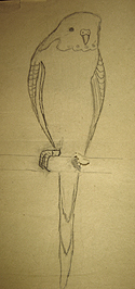 John O'Keefe Jr pencil drawing of a parakeet, created when he was eight or nine years old, preschool and elementary school art