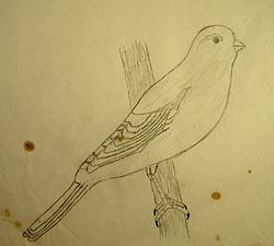 John O'Keefe Jr pencil drawing of Canary, created when he was eight years old, preschool and elementary school art