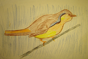 Preschool and elementary school art, John O'Keefe Jr colored pencil drawing of a bird, created when he was seven years old
