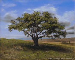 Preview Oil Painting 'Big Cork Tree' by John O'Keefe Jr.